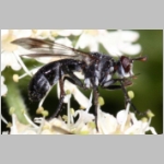 Lophosia fasciata - Raupenfliege 02e.jpg